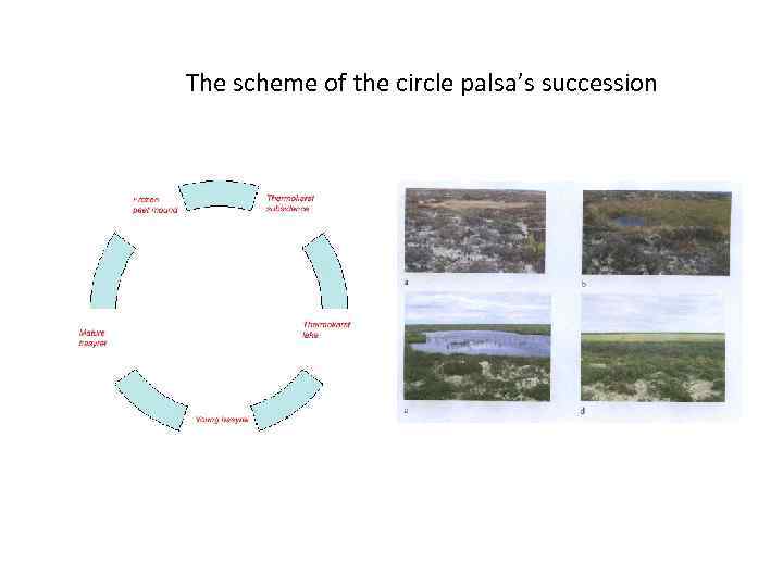 The scheme of the circle palsa’s succession 