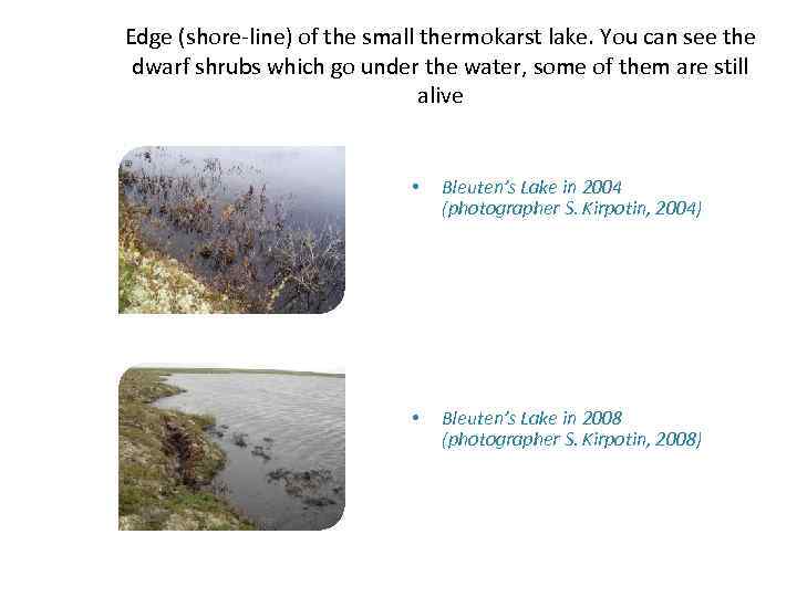 Edge (shore-line) of the small thermokarst lake. You can see the dwarf shrubs which