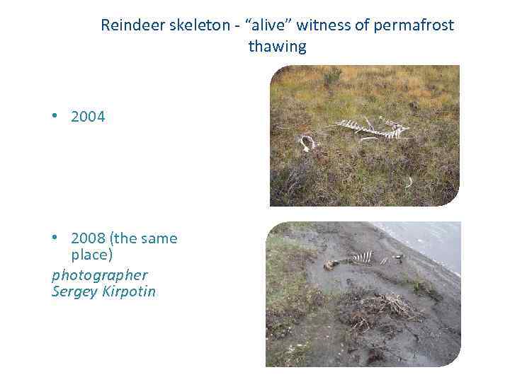 Reindeer skeleton - “alive” witness of permafrost thawing • 2004 • 2008 (the same