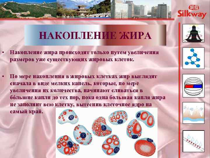 НАКОПЛЕНИЕ ЖИРА • Накопление жира происходит только путем увеличения размеров уже существующих жировых клеток.