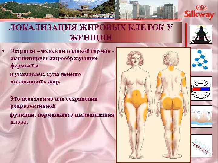 ЛОКАЛИЗАЦИЯ ЖИРОВЫХ КЛЕТОК У ЖЕНЩИН • Эстроген – женский половой гормон активизирует жирообразующие ферменты