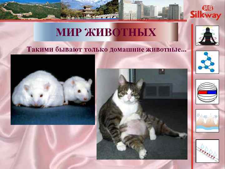 МИР ЖИВОТНЫХ Такими бывают только домашние животные. . . 