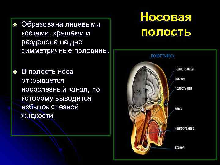 l Образована лицевыми костями, хрящами и разделена на две симметричные половины. l В полость