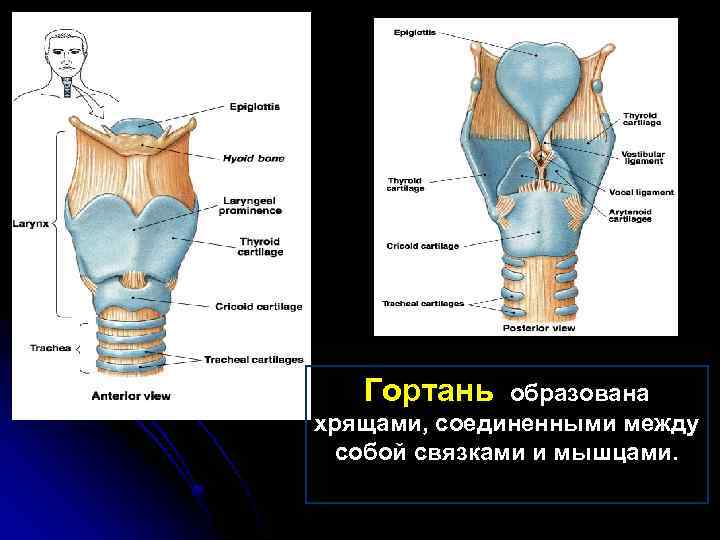 Гортань образована хрящами, соединенными между собой связками и мышцами. 