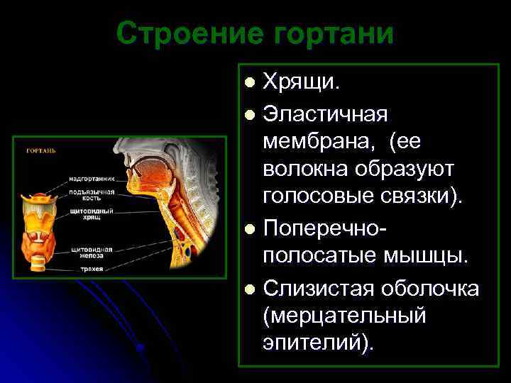 Строение гортани Хрящи. l Эластичная мембрана, (ее волокна образуют голосовые связки). l Поперечнополосатые мышцы.