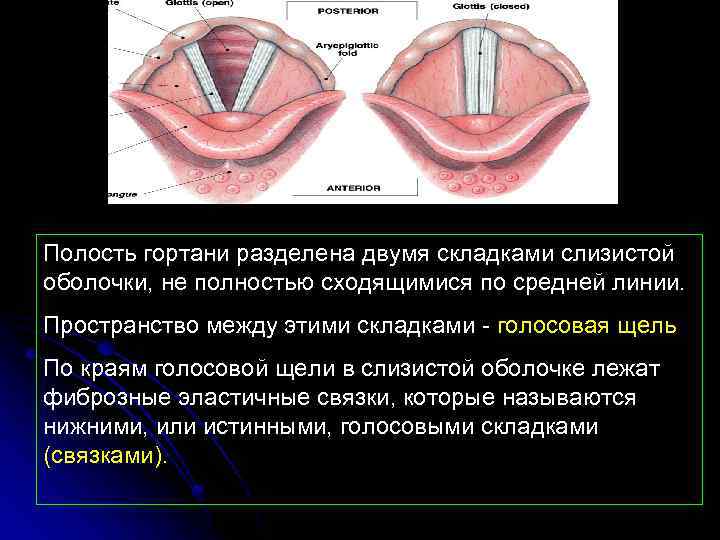 Полость гортани разделена двумя складками слизистой оболочки, не полностью сходящимися по средней линии. Пространство