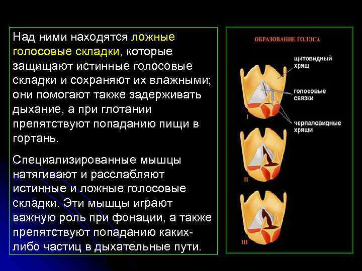 Над ними находятся ложные голосовые складки, которые защищают истинные голосовые складки и сохраняют их