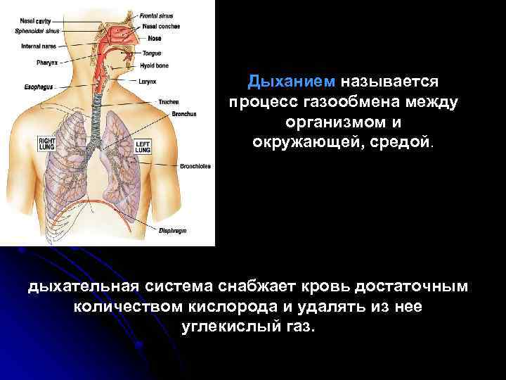 Дыханием называется процесс газообмена между организмом и окружающей, средой. дыхательная система снабжает кровь достаточным