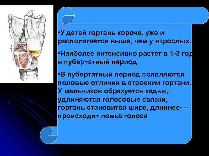  • У детей гортань короче, уже и располагается выше, чем у взрослых. •