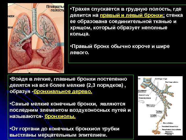  • Трахея спускается в грудную полость, где делится на правый и левый бронхи;