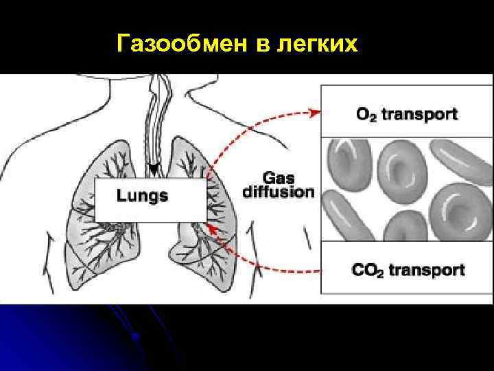 Газообмен в легких 