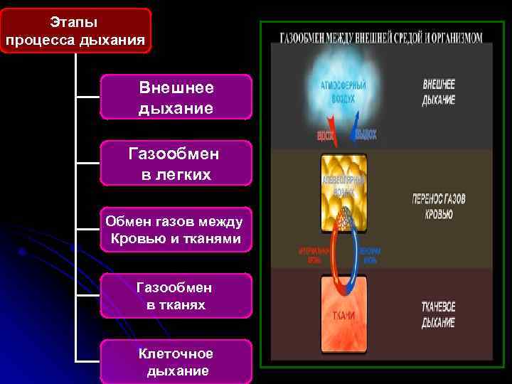 Этапы процесса дыхания Внешнее дыхание Газообмен в легких Обмен газов между Кровью и тканями