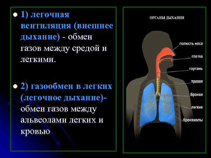 l 1) легочная вентиляция (внешнее дыхание) - обмен газов между средой и легкими. l