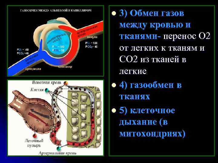 3) Обмен газов между кровью и тканями- перенос О 2 от легких к тканям