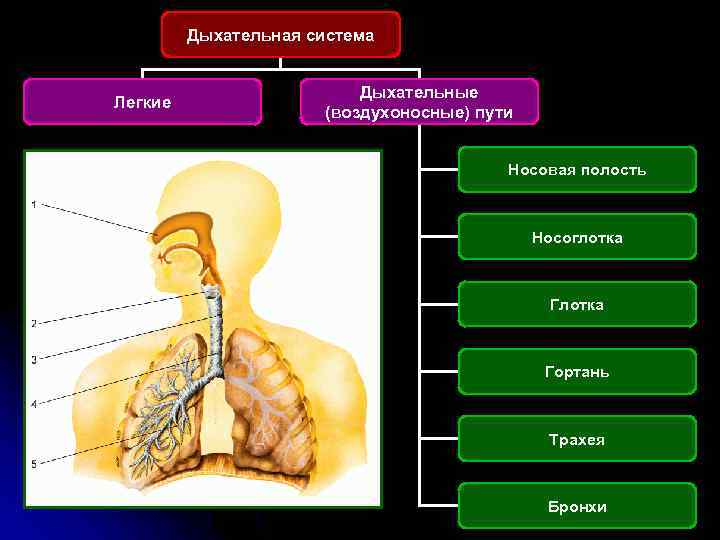 Дыхательная система Легкие Дыхательные (воздухоносные) пути Носовая полость Носоглотка Гортань Трахея Бронхи 