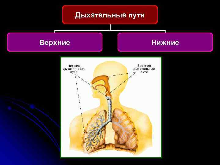 Дыхательные пути Верхние Нижние 