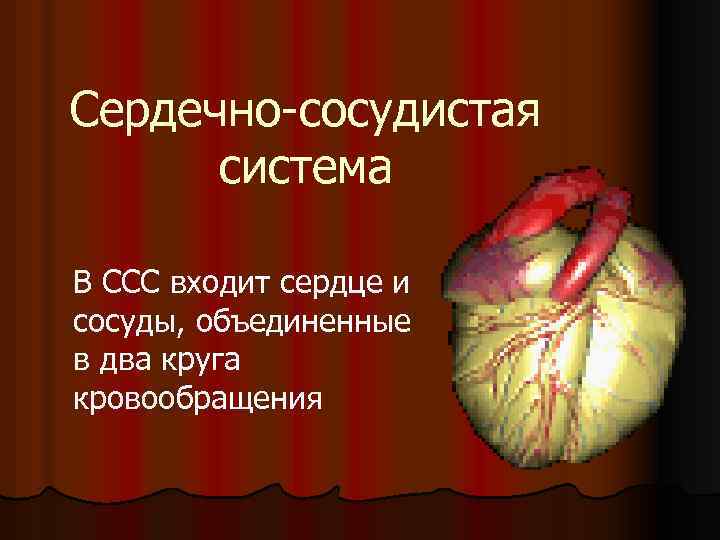 Сердечно сосудистая система В ССС входит сердце и сосуды, объединенные в два круга кровообращения