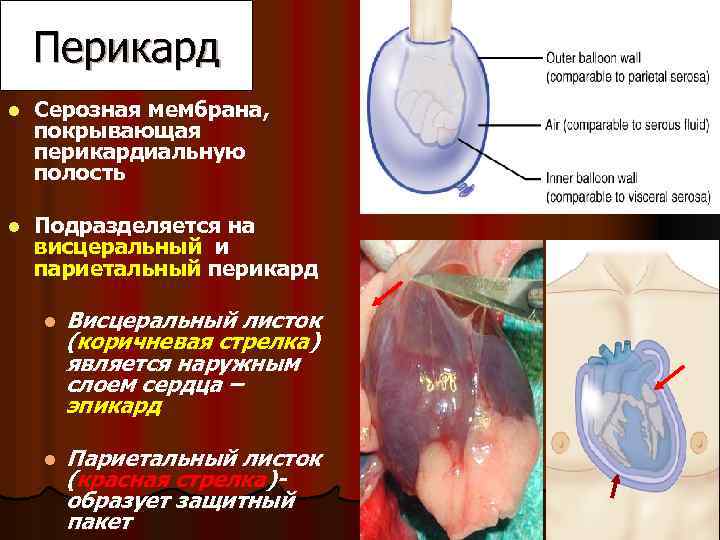 Перикард l Серозная мембрана, покрывающая перикардиальную полость l Подразделяется на висцеральный и париетальный перикард