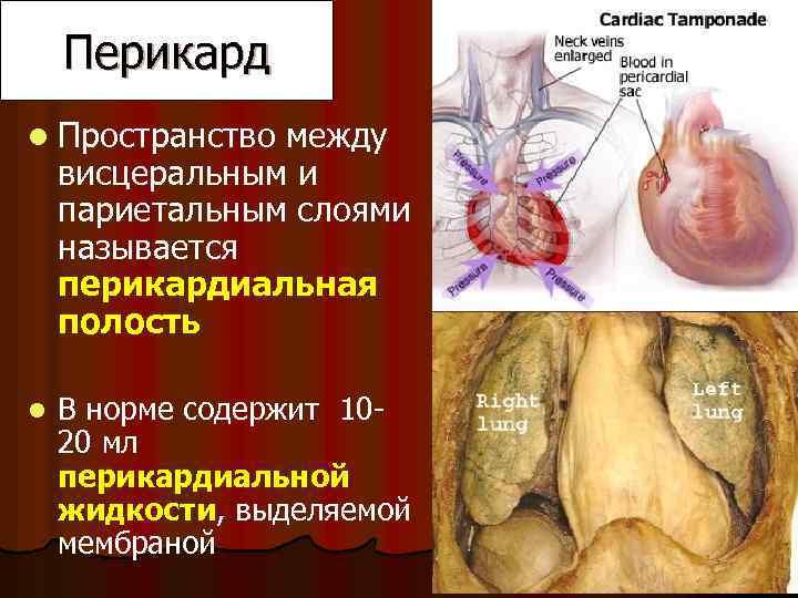Перикард l Пространство между висцеральным и париетальным слоями называется перикардиальная полость l В норме