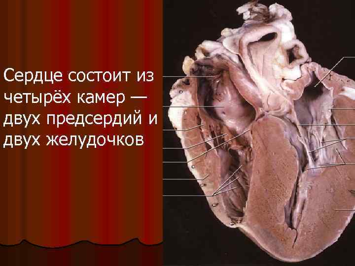 Сердце состоит из четырёх камер — двух предсердий и двух желудочков 