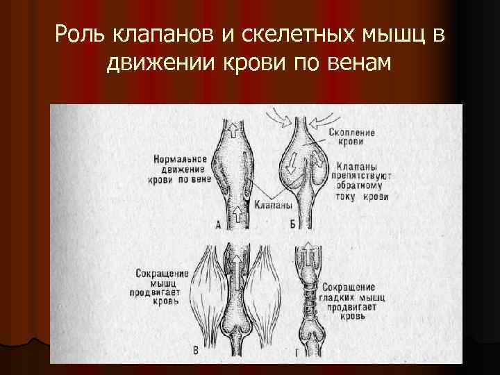 Роль клапанов и скелетных мышц в движении крови по венам 