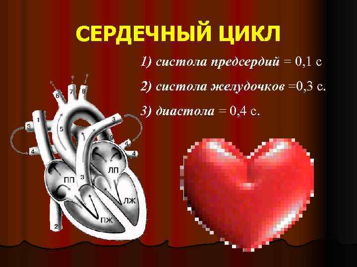 СЕРДЕЧНЫЙ ЦИКЛ 1) систола предсердий = 0, 1 с 2) систола желудочков =0, 3