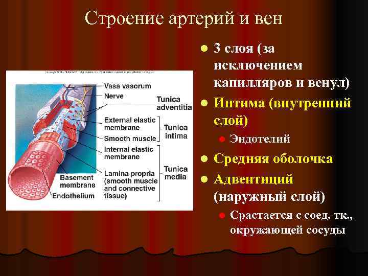 Строение артерий и вен 3 слоя (за исключением капилляров и венул) l Интима (внутренний