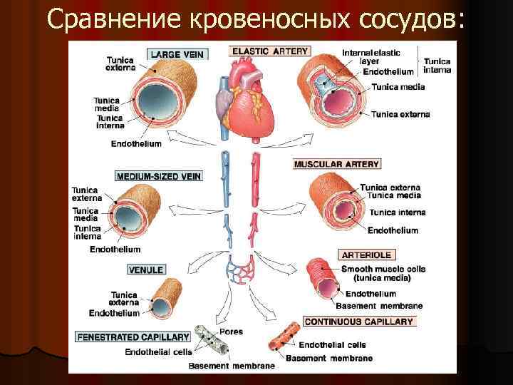 Сравнение кровеносных сосудов: 
