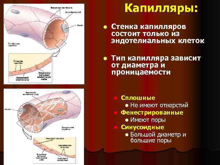 Капилляры: l Стенка капилляров состоит только из эндотелиальных клеток l Тип капилляра зависит от