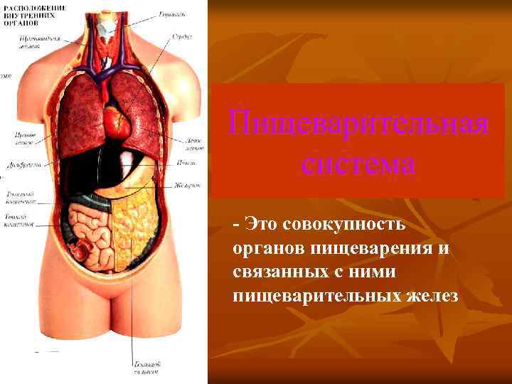 Пищеварительная система - Это совокупность органов пищеварения и связанных с ними пищеварительных желез 