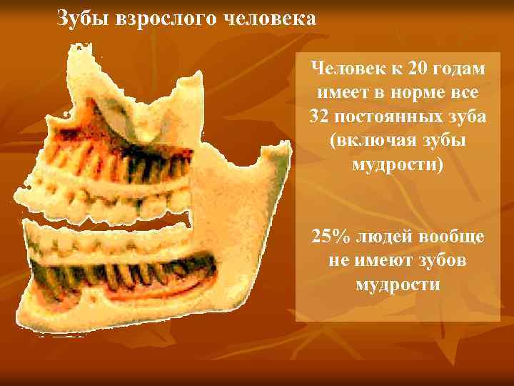 Зубы взрослого человека Человек к 20 годам имеет в норме все 32 постоянных зуба