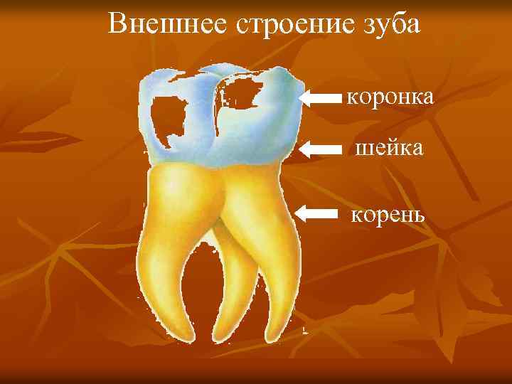 Внешнее строение зуба коронка шейка корень 