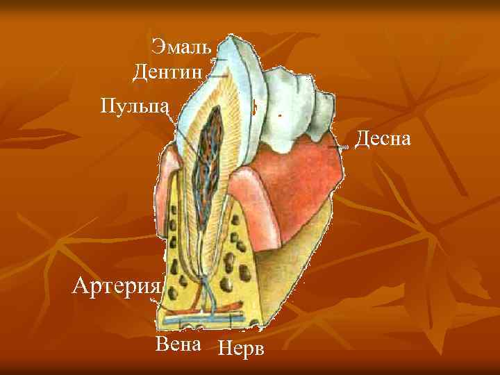 Эмаль Дентин Пульпа Десна Артерия Вена Нерв 