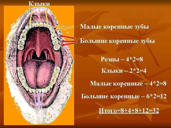 Клыки Малые коренные зубы Большие коренные зубы Резцы – 4*2=8 Клыки – 2*2=4 Малые