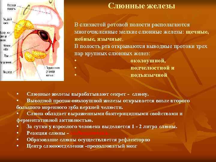 Слюнные железы В слизистой ротовой полости располагаются многочисленные мелкие слюнные железы: щечные, небные, язычные.