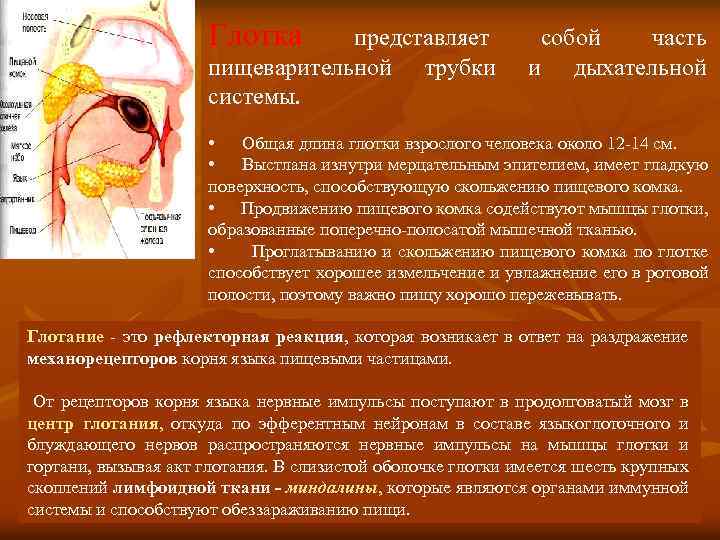 Глотка представляет пищеварительной трубки системы. собой часть и дыхательной • Общая длина глотки взрослого