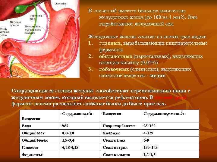 В слизистой имеется большое количество желудочных желез (до 100 на 1 мм 2). Они