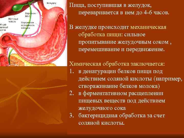 Пища, поступившая в желудок, переваривается в нем до 4 -6 часов. В желудке происходит