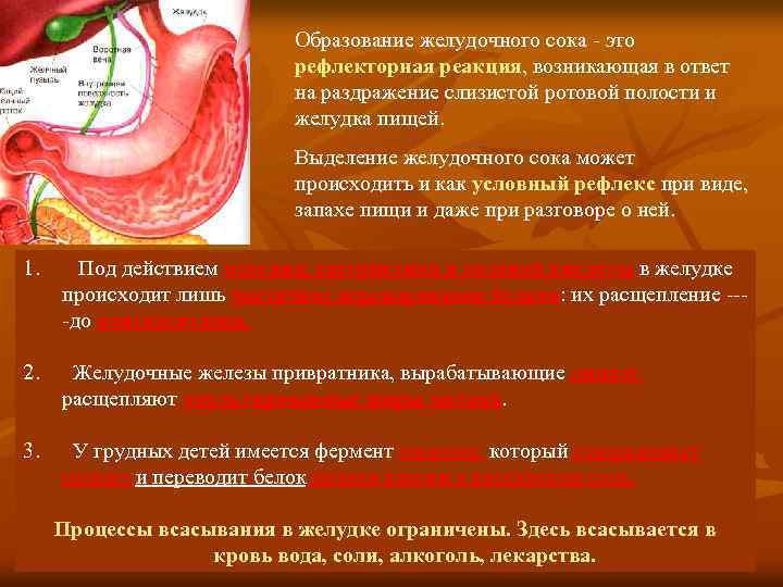 Образование желудочного сока - это рефлекторная реакция, возникающая в ответ на раздражение слизистой ротовой