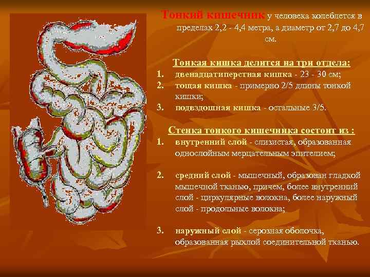 Тонкий кишечник у человека колеблется в пределах 2, 2 - 4, 4 метра, а