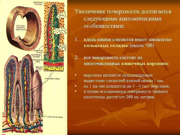 Увеличение поверхности достигается следующими анатомическими особенностями: 1. вдоль кишки слизистая имеет множество кольцевых складок