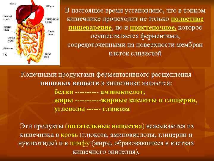 В настоящее время установлено, что в тонком кишечнике происходит не только полостное пищеварение, но