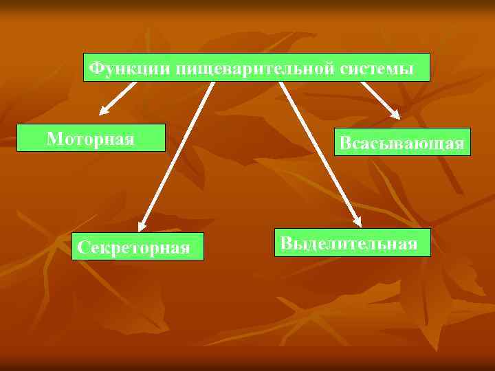Функции пищеварительной системы Моторная Секреторная Всасывающая Выделительная 