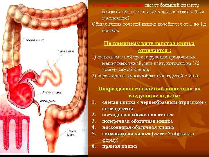 Толстый кишечник имеет больший диаметр (около 7 см в начальном участке и около 4