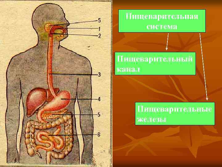 Пищеварительная система Пищеварительный канал Пищеварительные железы 