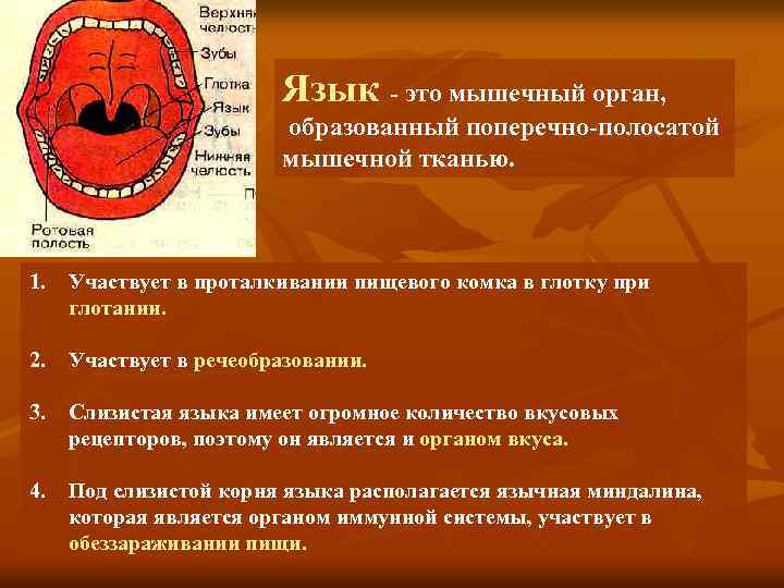 Язык - это мышечный орган, образованный поперечно-полосатой мышечной тканью. 1. Участвует в проталкивании пищевого