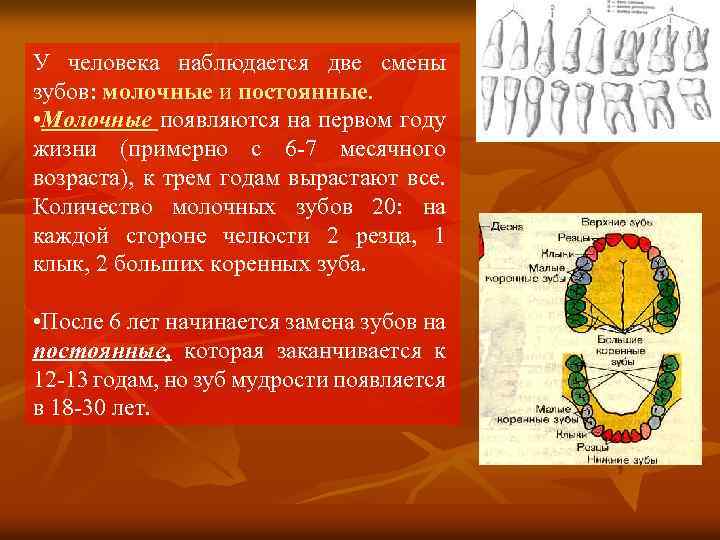 У человека наблюдается две смены зубов: молочные и постоянные. • Молочные появляются на первом