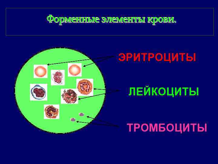 Форменные элементы крови. ЭРИТРОЦИТЫ ЛЕЙКОЦИТЫ ТРОМБОЦИТЫ 