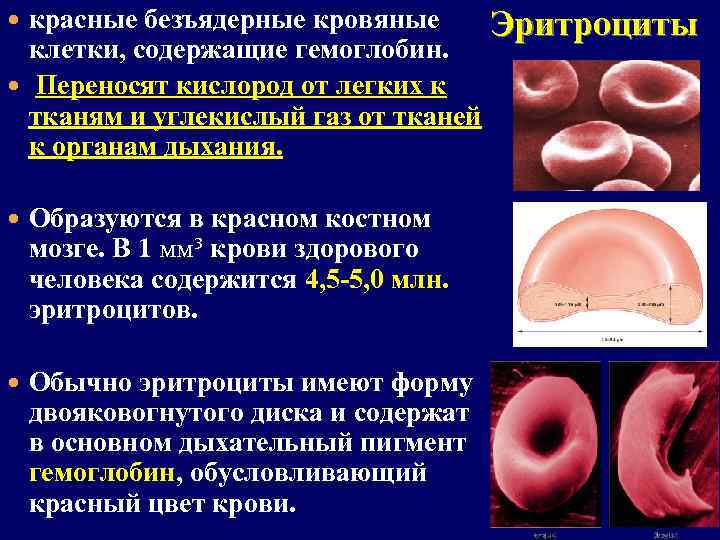  красные безъядерные кровяные клетки, содержащие гемоглобин. Переносят кислород от легких к тканям и