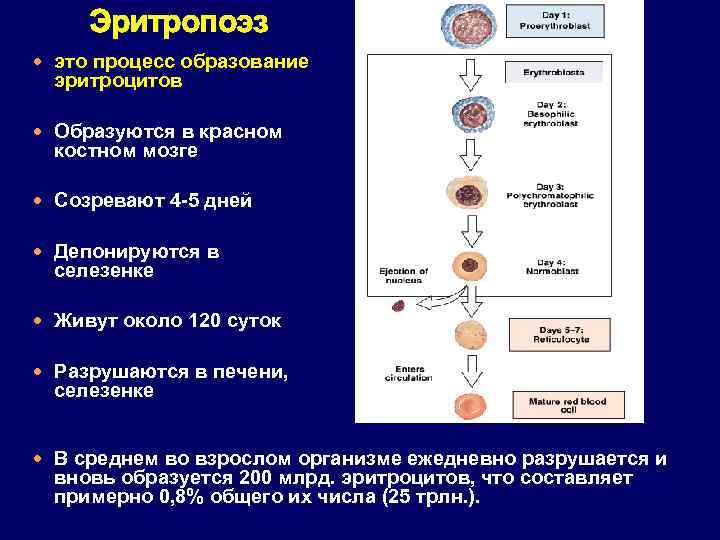 Эритропоэз это процесс образование эритроцитов Образуются в красном костном мозге Созревают 4 -5 дней